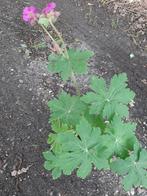 ooievaarsbek groenblijvende bodembedekker vaste tuinplant, Tuin en Terras, Planten | Tuinplanten, Ophalen, Vaste plant, Bodembedekkers