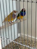 Goulds, Dieren en Toebehoren, Vogels | Overige Vogels, Meerdere dieren, Tropenvogel