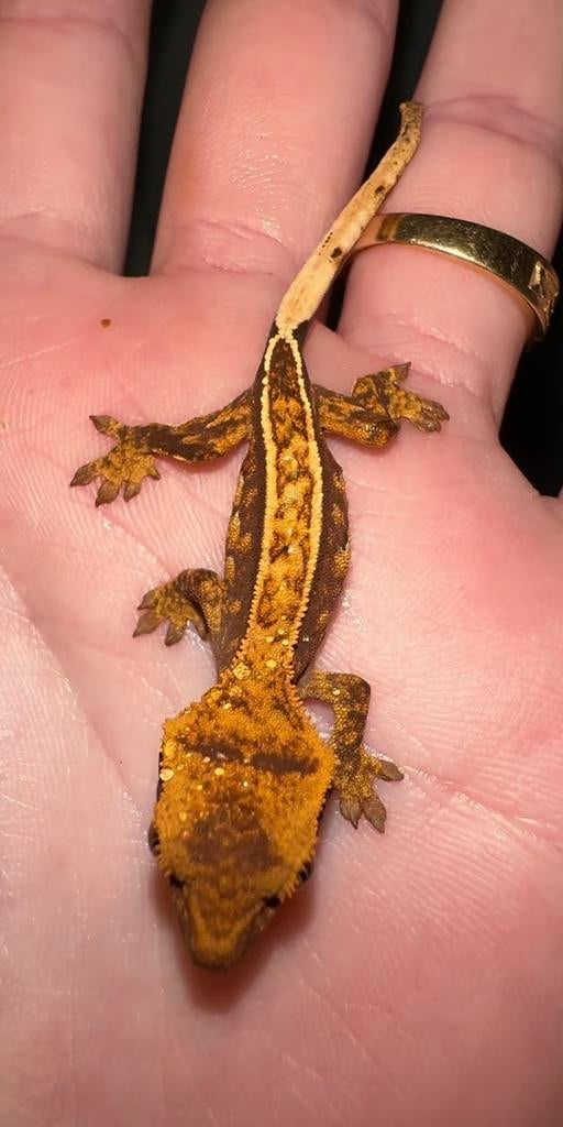 Wimpergekko baby, Dieren en Toebehoren, Reptielen en Amfibieën, Hagedis, 0 tot 2 jaar