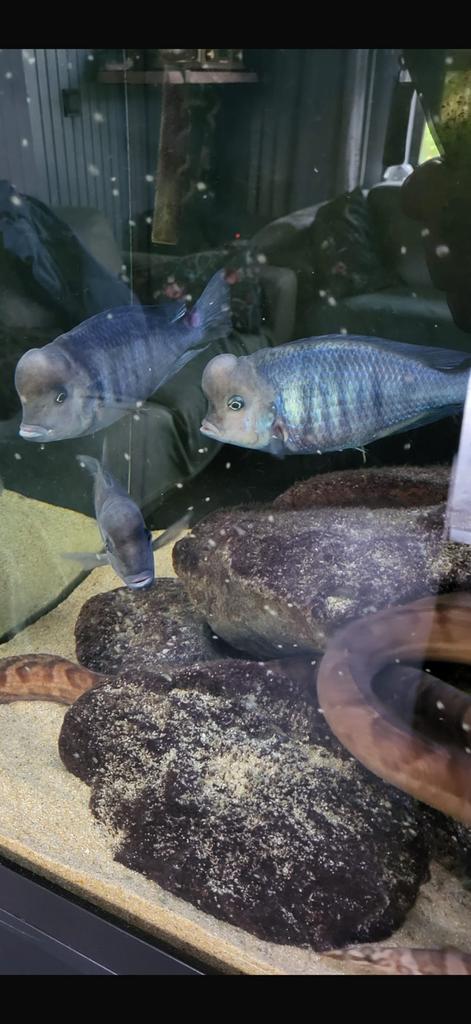 3x Cyrtocara Moorii volwassen Malawi chicliden., Dieren en Toebehoren, Vissen | Aquariumvissen, Vis