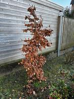 Beuk (Fagus sylvatica) - Jonge boom, Tuin en Terras, Planten | Bomen, Overige soorten, Lente, 100 tot 250 cm, Ophalen