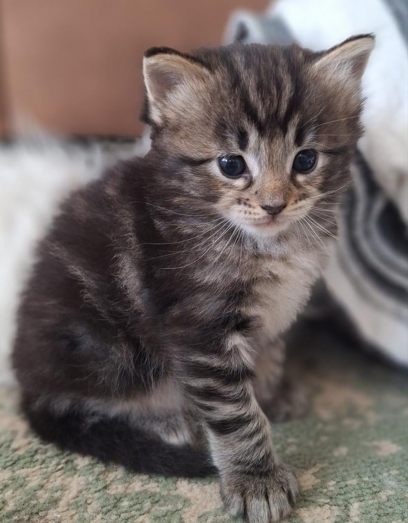 Ragdoll kittens met stamboom, Meerdere dieren, Met stamboom