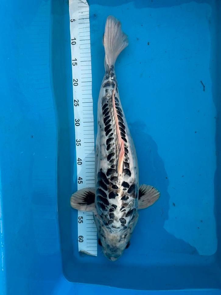 doitsu Kumonryu 60 cm, Dieren en Toebehoren, Vissen | Vijvervissen, Karper of Koi