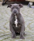 Amerikaanse Stafford pups, Parvo, België, 8 tot 15 weken, American Staffordshire Terriër