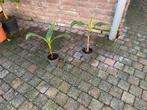 Musa sikkemensis 'Red Tiger' - Winterharde Bananenplant, Tuin en Terras, Planten | Tuinplanten, Overige soorten, Volle zon, Vaste plant