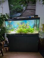 Aquarium te koop, Vis