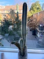 Cactus plant in glazen pot , 70 cm , 5 jaar oud, Ophalen, Cactus, Volle zon, Minder dan 100 cm