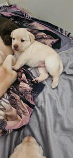 Labrador pups 1 teefje beschrikbaar, Labrador retriever, Meerdere, Meerdere dieren, Nederland