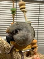 VERWACHT | Jonge Baby Roodbuik papegaai | Handtam | Getest