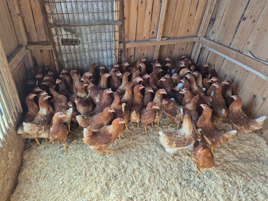 Jonge legkippen, Dieren en Toebehoren, Pluimvee, Vrouwelijk, Kip