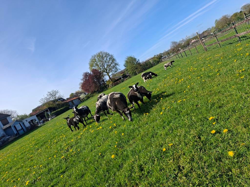 10 bonte ram lammeren, Mannelijk, Schaap, 0 tot 2 jaar