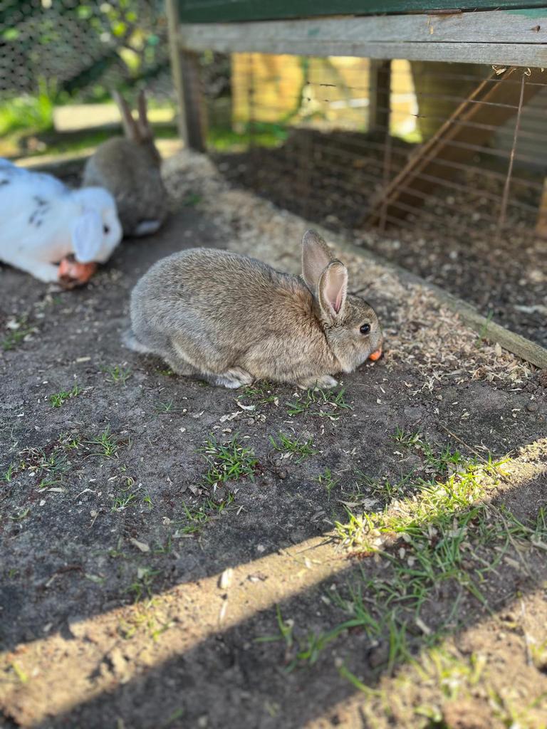 Baby konijnen, Dieren en Toebehoren, Konijnen, Meerdere dieren, Middelgroot, Hangoor, 0 tot 2 jaar