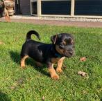 Jack Russel black and tan pups, Dieren en Toebehoren, Jack Russell Terriër, 8 tot 15 weken, Parvo, Meerdere