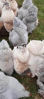 Veel brahma broedeieren beschikbaar zalm blauw isabel kuiken, Dieren en Toebehoren, Pluimvee, Geslacht onbekend, Kip