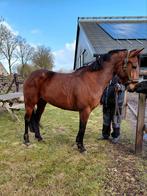 D pony  merrie 6 jaar, Merrie, Ontwormd, 3 tot 6 jaar