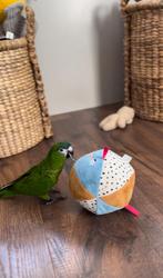 Jonge ara nobilis te koop, Dieren en Toebehoren, Vogels | Parkieten en Papegaaien, Mannelijk, Papegaai