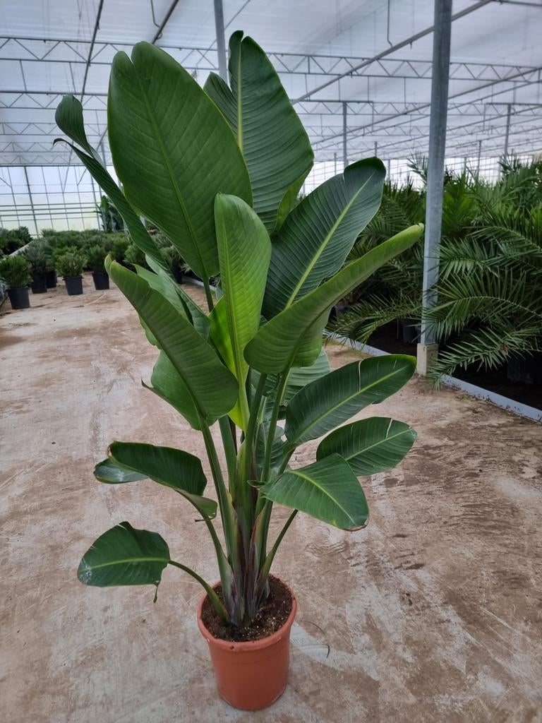 Sterke Strelitzia direct uit de kwekerij - 1.70m hoog, Huis en Inrichting, Kamerplanten, Ophalen