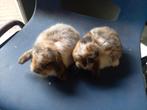 Jonge  Dwerg hangoortjes, Dieren en Toebehoren, Konijnen, Meerdere dieren, Dwerg, 0 tot 2 jaar