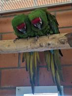 Kweekpaar kleine soldaten ara's, Meerdere dieren, Papegaai, Tam