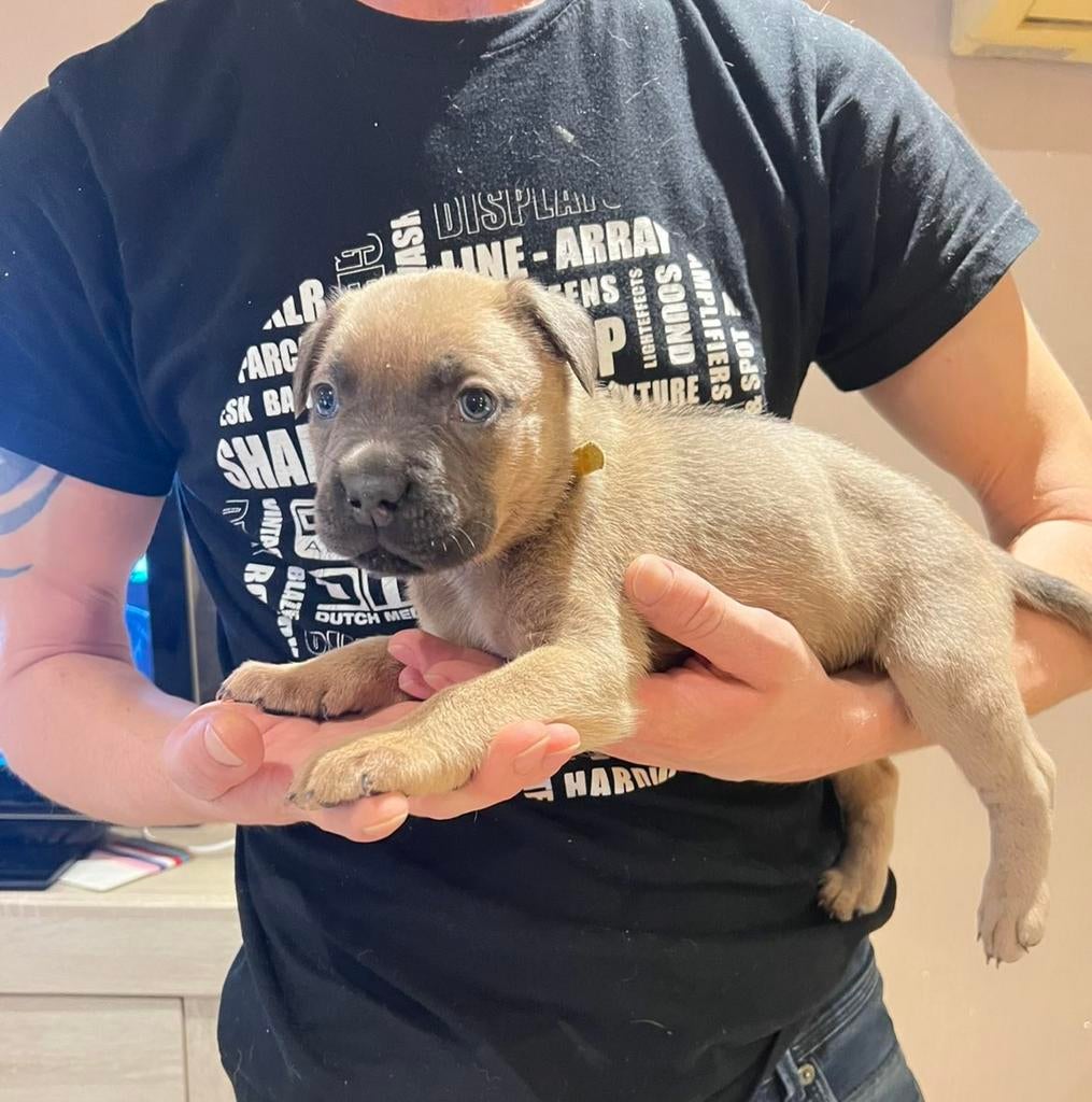 Cane Corso/Rottweiler mix pups (nog 2 reutjes beschikbaar), Overige rassen, 8 tot 15 weken, Parvo, Meerdere