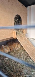 Pasgeboren konijntjes te schattig, Meerdere dieren, Dwerg