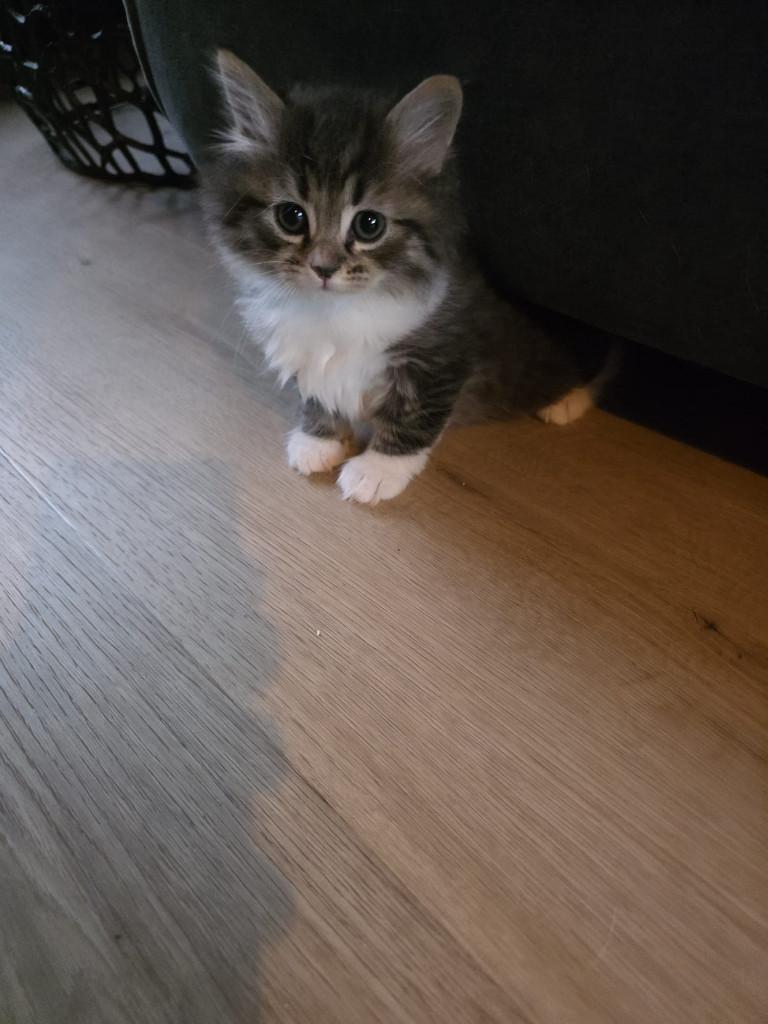 Siberische kittens, Dieren en Toebehoren, Katten en Kittens | Raskatten | Langhaar, Meerdere dieren, 0 tot 2 jaar, Gechipt, Ontwormd