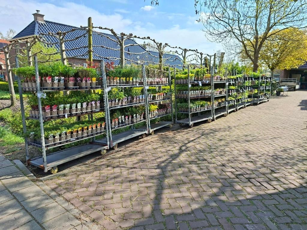 Mega veel soorten tuinplanten in kraam aan de weg!!, Ophalen, Laurier, Minder dan 100 cm
