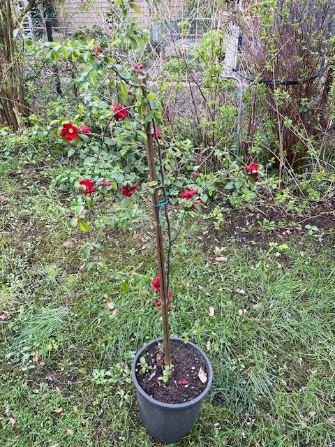 kweeappel/sierkwee, Tuin en Terras, Planten | Struiken en Hagen, Ophalen, Overige soorten, Struik, Minder dan 100 cm