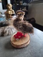 Opgezet eendje, Ophalen