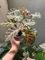 Begonia angularis, Ophalen of Verzenden, Halfschaduw, Minder dan 100 cm