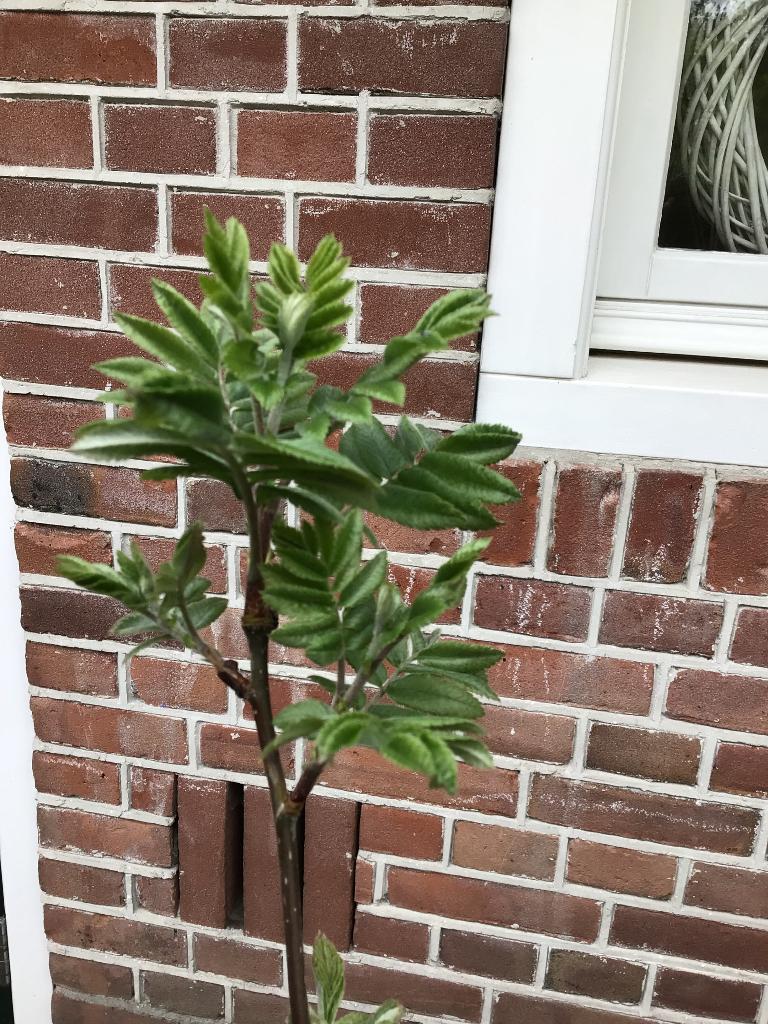 Lijsterbes, Tuin en Terras, Planten | Bomen, Overige soorten, Lente, 100 tot 250 cm, Ophalen