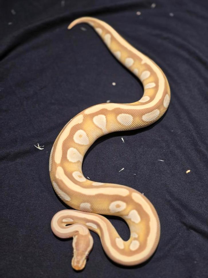 0.1 mojave candy het pied ball python Ball Python - female for sale from martijn