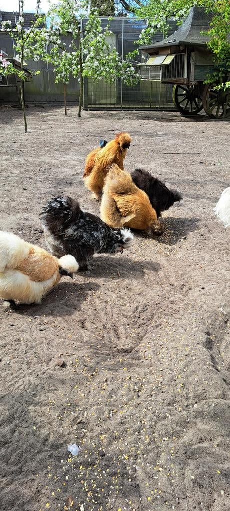 Broedeieren usa zijdehoen, Dieren en Toebehoren, Pluimvee, Geslacht onbekend, Kip