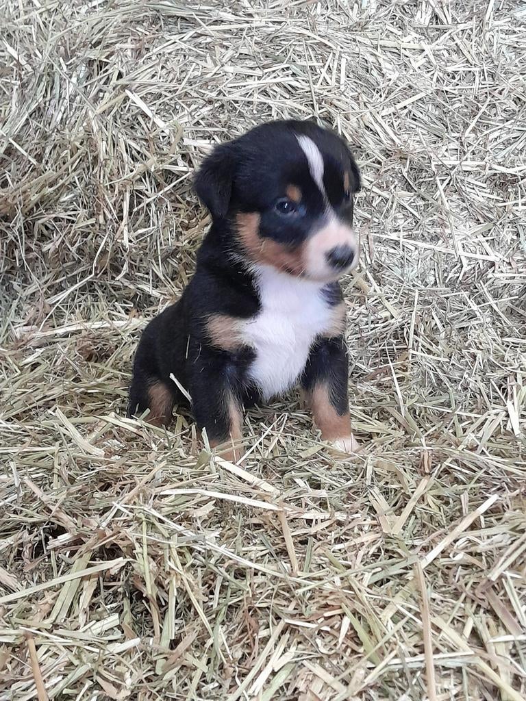 Supermooie Appenzeller Sennen pups GERESERVEERD, Dieren en Toebehoren, Overige rassen, 8 tot 15 weken, Meerdere, Meerdere dieren