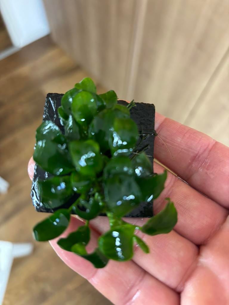 Anubias nana bonsai, Ophalen of Verzenden, Nieuw, Plant(en), Steen of Hout