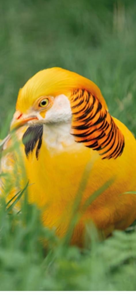 Broedeieren geel goudfazant en van de goudfazant, Geslacht onbekend, Kip