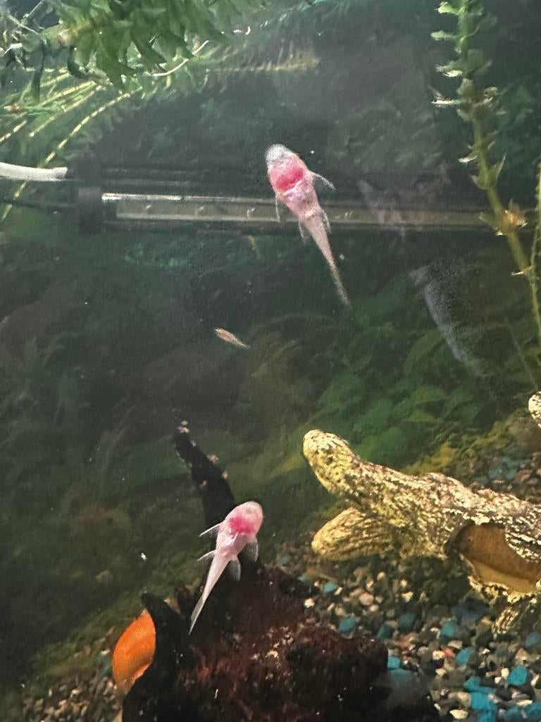 Borstelneus jonkies, Dieren en Toebehoren, Vissen | Aquariumvissen, Zoetwatervis