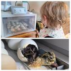 Voor wie kan ik loopeenden eiereren uitbroeden, Meerdere dieren, Eend