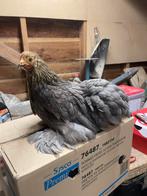 3 cochin kriel hennen te koop, Dieren en Toebehoren, Pluimvee, Vrouwelijk, Kip