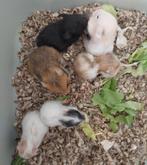 Nestje Syrische-goudhamsters, Hamster, Februari, Meerdere dieren, Tam