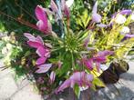 Kattensnor zaden, Cleome hassleriana, Verzenden, Volle zon