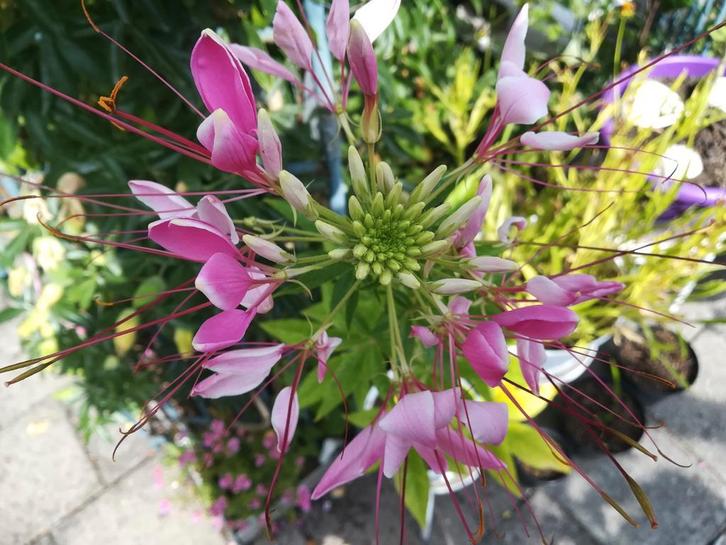 Kattensnor zaden, Cleome hassleriana, Tuin en Terras, Bloembollen en Zaden, Volle zon, Verzenden