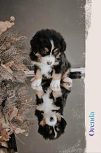 Laatste Australian Shepherd pups met FCI/RvB Stamboom, Dieren en Toebehoren, Honden | Herdershonden en Veedrijvers, Parvo, Nederland