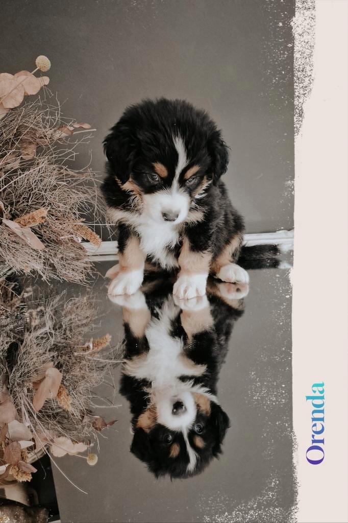Laatste Australian Shepherd pups met FCI/RvB Stamboom, Dieren en Toebehoren, Honden | Herdershonden en Veedrijvers, Meerdere dieren