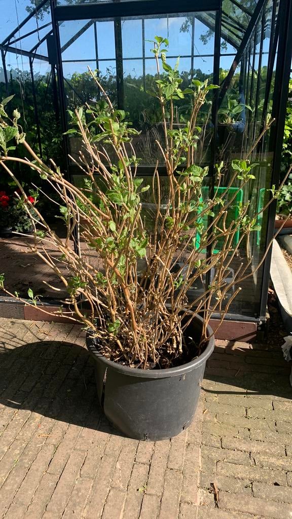 Grote hortensia Annabelle te koop, Ophalen, Overige soorten, Halfschaduw