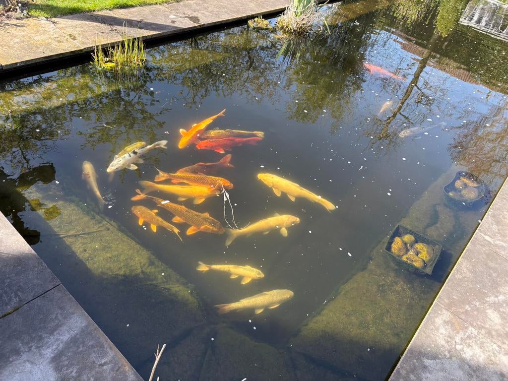 Koi, Ophalen