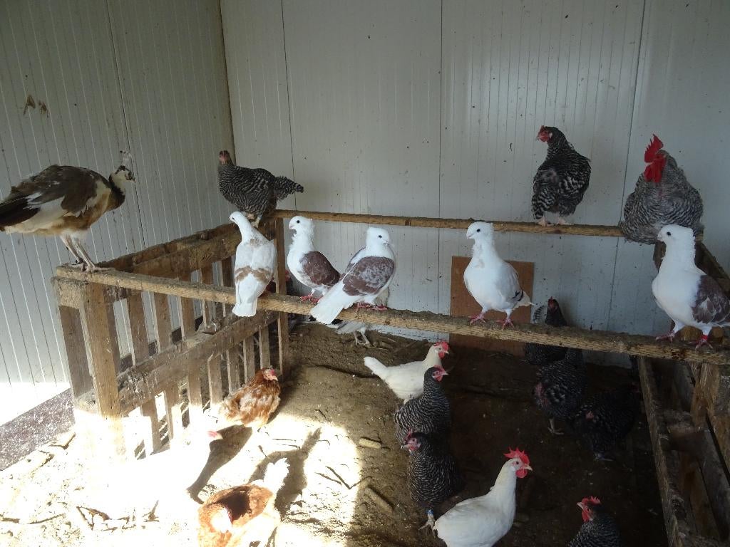 oud hollandse meeuwen meeuwen, Dieren en Toebehoren, Meerdere dieren, Overige soorten