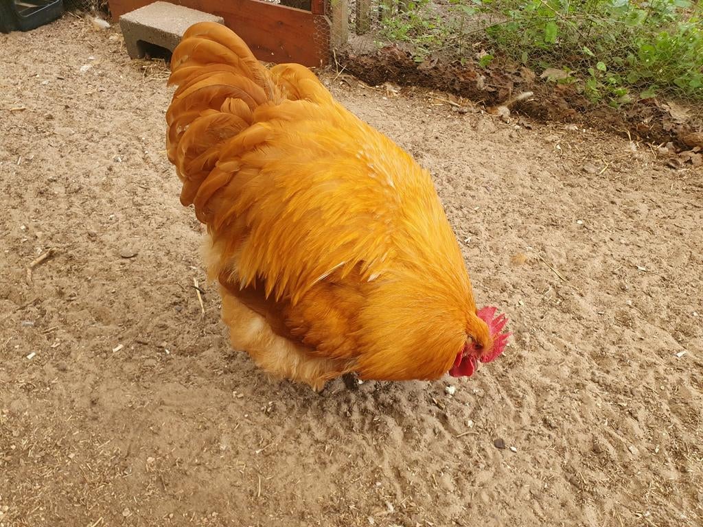 Haan aangeboden orpington, Dieren en Toebehoren, Ophalen, Kippenhok of Kippenren