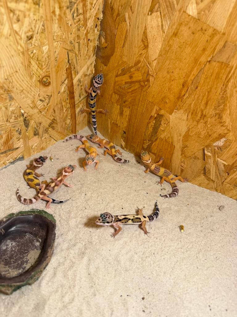 Jonge luipaardgekko,s, Hagedis, 0 tot 2 jaar