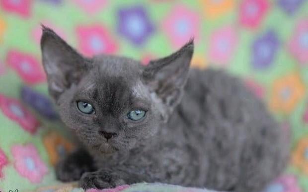 Devon rex kittens Beschikbaar, Kater, Met stamboom, 0 tot 2 jaar